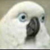 A Polite Parrot